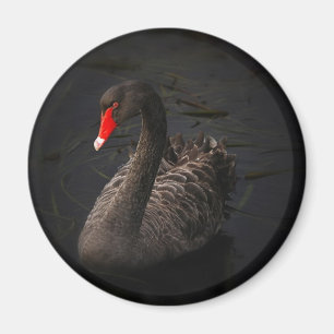 Schwarzer Schwan Magnet