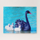 Schwarzer Schwan mit ihren Babys, Jigsaw Puzzle (Horizontal)