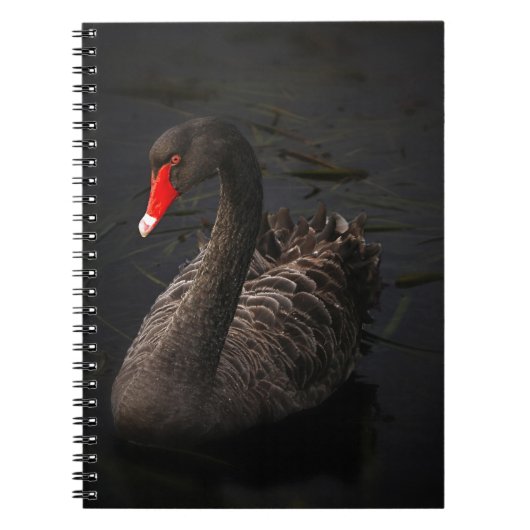 Schwarzer Schwan Notizblock (Vorderseite)