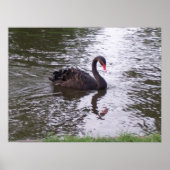 Schwarzer Schwan Poster (Vorne)