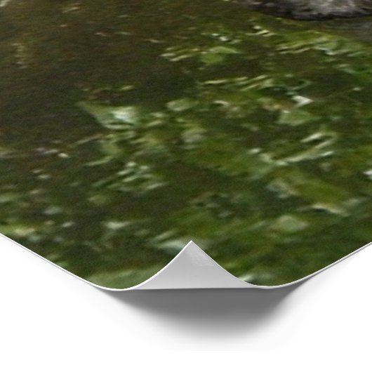 Schwarzer Schwan Poster (Ecke)