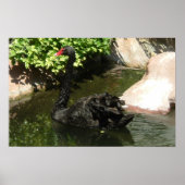 Schwarzer Schwan Poster (Vorne)