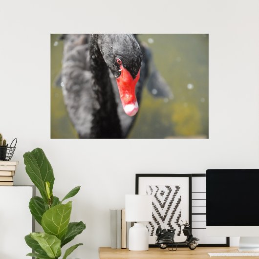 Schwarzer Schwan Poster (Heimbüro)