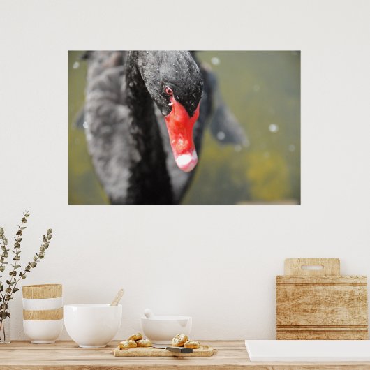 Schwarzer Schwan Poster (Küche)