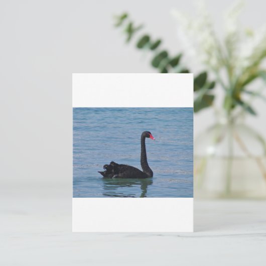 Schwarzer Schwan Postkarte (Stehend Vorderseite)
