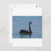 Schwarzer Schwan Postkarte (Vorne/Hinten)