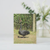 Schwarzer Schwan Postkarte (Stehend Vorderseite)