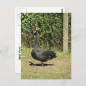 Schwarzer Schwan Postkarte (Vorne/Hinten)