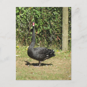 Schwarzer Schwan Postkarte