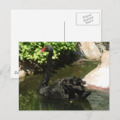 Schwarzer Schwan Postkarte (Vorne/Hinten)