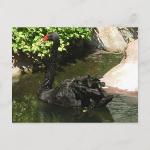 Schwarzer Schwan Postkarte