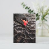 Schwarzer Schwan Postkarte (Stehend Vorderseite)