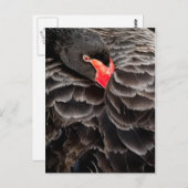 Schwarzer Schwan Postkarte (Vorne/Hinten)