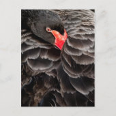 Schwarzer Schwan Postkarte (Vorderseite)