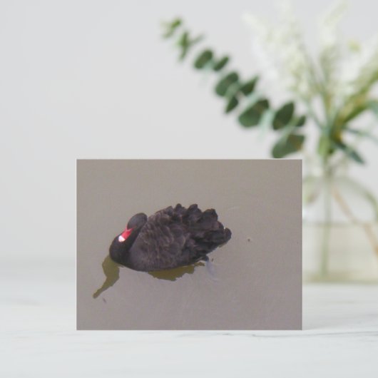 Schwarzer Schwan Postkarte (Stehend Vorderseite)