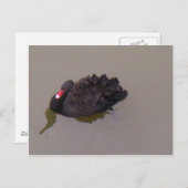 Schwarzer Schwan Postkarte (Vorne/Hinten)