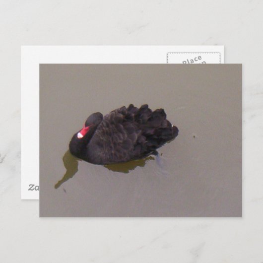Schwarzer Schwan Postkarte (Vorne/Hinten)
