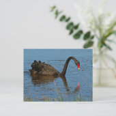 Schwarzer Schwan Postkarte (Stehend Vorderseite)