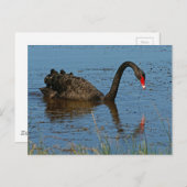 Schwarzer Schwan Postkarte (Vorne/Hinten)