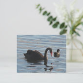 Schwarzer Schwan Postkarte (Stehend Vorderseite)