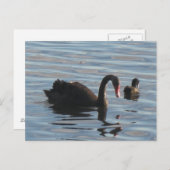 Schwarzer Schwan Postkarte (Vorne/Hinten)