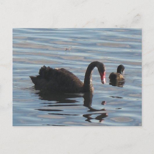 Schwarzer Schwan Postkarte (Vorderseite)