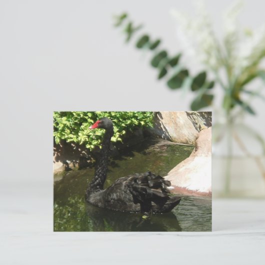 Schwarzer Schwan Postkarte (Stehend Vorderseite)