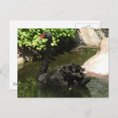 Schwarzer Schwan Postkarte (Vorne/Hinten)