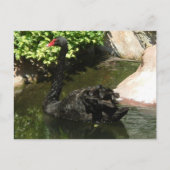 Schwarzer Schwan Postkarte (Vorderseite)