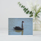 Schwarzer Schwan Postkarte (Stehend Vorderseite)