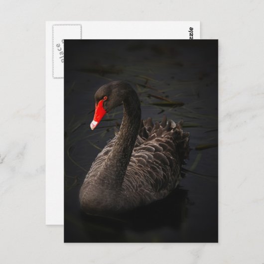 Schwarzer Schwan Postkarte (Vorne/Hinten)