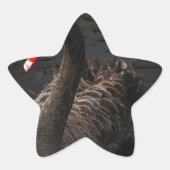 Schwarzer Schwan Stern-Aufkleber (Vorderseite)