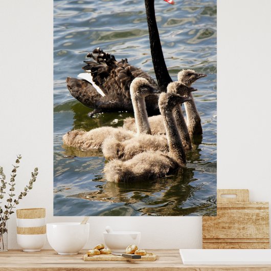 Schwarzer Schwan und Cygnets Poster (Küche)
