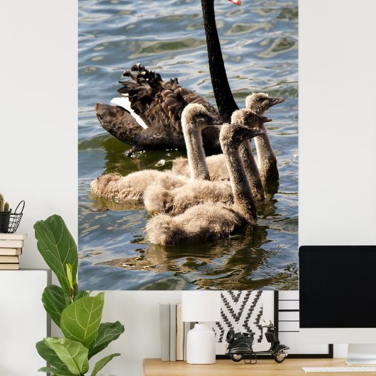 Schwarzer Schwan und Cygnets Poster (Heimbüro)