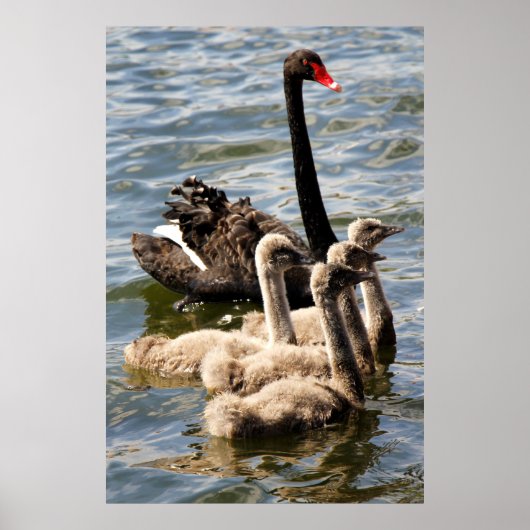 Schwarzer Schwan und Cygnets Poster (Vorne)