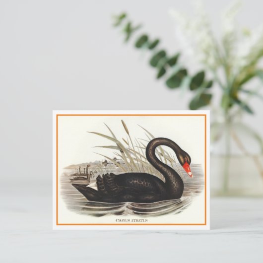Schwarzer Schwan Vintag Postkarte (Stehend Vorderseite)