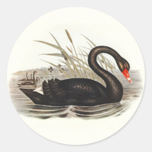 Schwarzer Schwan Vintage Runder Aufkleber