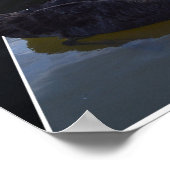 Schwarzer Schwan, Wassertropfen im Teich, Poster (Ecke)