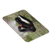 Schwarzer Schwanz-3"x4"-Magnet Magnet (Rechte Seite)