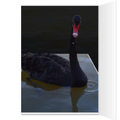 Schwarzer Schwanz in einem Teich, Geburtstagskarte (Innen (Links))