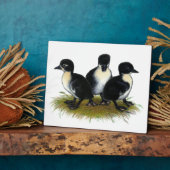 Schwarzer Schwedischer Ducklings Fotoplatte (Seite)