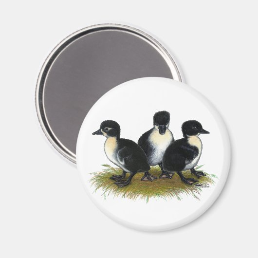Schwarzer Schwedischer Ducklings Magnet (Vorderseite/Rückseite)