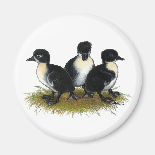 Schwarzer Schwedischer Ducklings Magnet (Vorne)