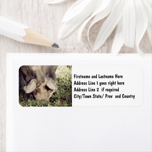 Schwarzer Schweinebrenner im Gras (Insitu)