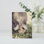 Schwarzer Schweinebrenner im Gras Postkarte (Stehend Vorderseite)