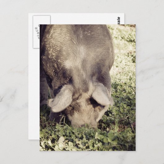 Schwarzer Schweinebrenner im Gras Postkarte (Vorne/Hinten)