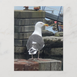 Schwarzer Seagull, Isle of Islay, Schottland Postkarte