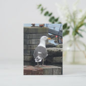 Schwarzer Seagull, Isle of Islay, Schottland Postkarte (Stehend Vorderseite)