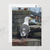 Schwarzer Seagull, Isle of Islay, Schottland Postkarte (Vorne/Hinten)