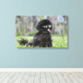 Schwarzer Senior Spitz Leinwanddruck (Insitu (Holzboden))